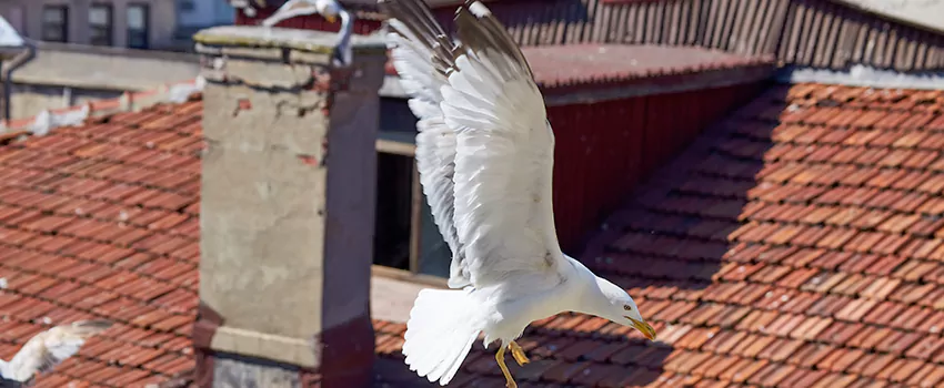 Residential Chimney Animal Removal Solution in San Marcos, TX