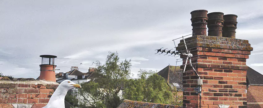 Chimney Cleaning And Restoration in San Marcos, Texas